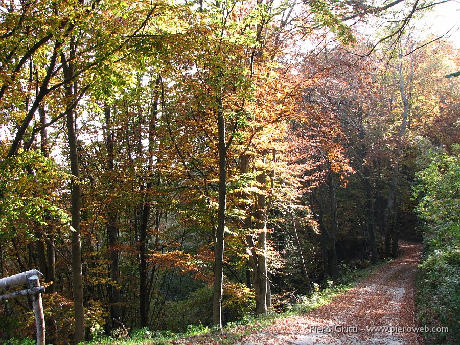 cancervo 175.jpg - Il sentiero 136, strada agro-silvi-pastorale che scende verso le Foppelle